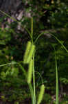 Longhair sedge